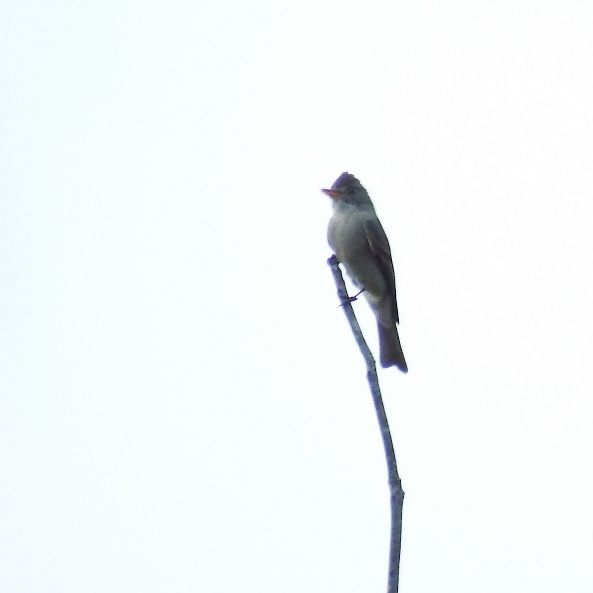 Greater Pewee - ML24776191