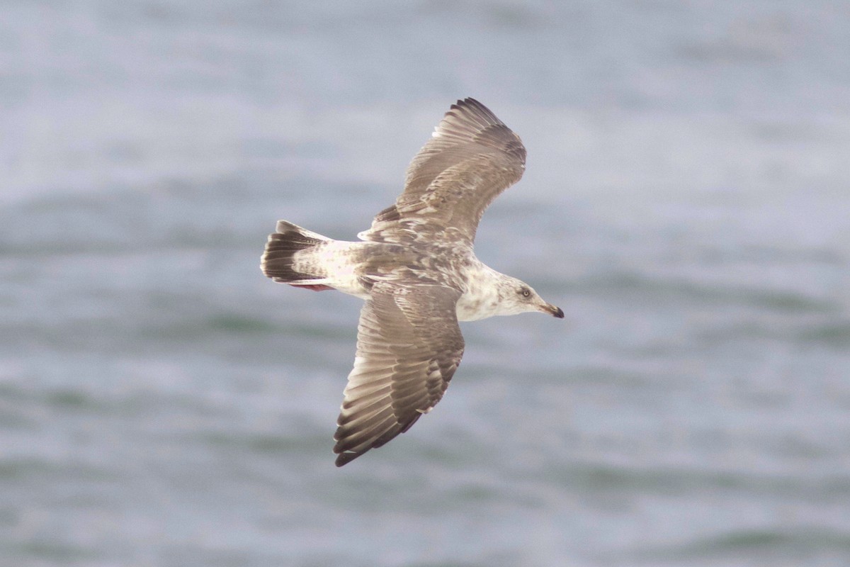 Slaty-backed Gull - ML247761981