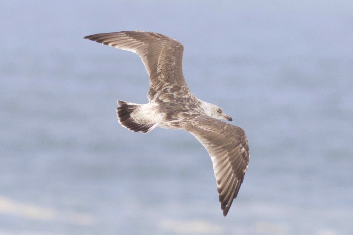 Slaty-backed Gull - ML247761991