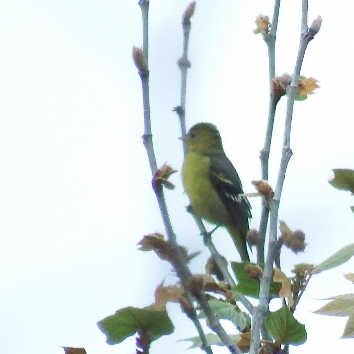 Western Tanager - ML24776201