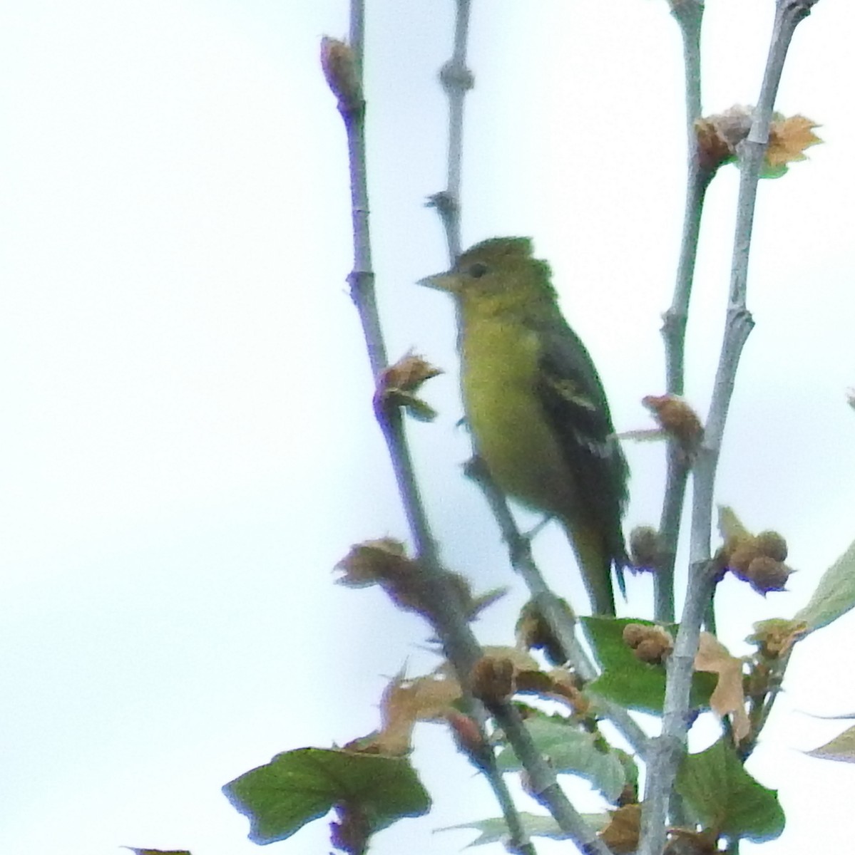 Piranga à tête rouge - ML24776211