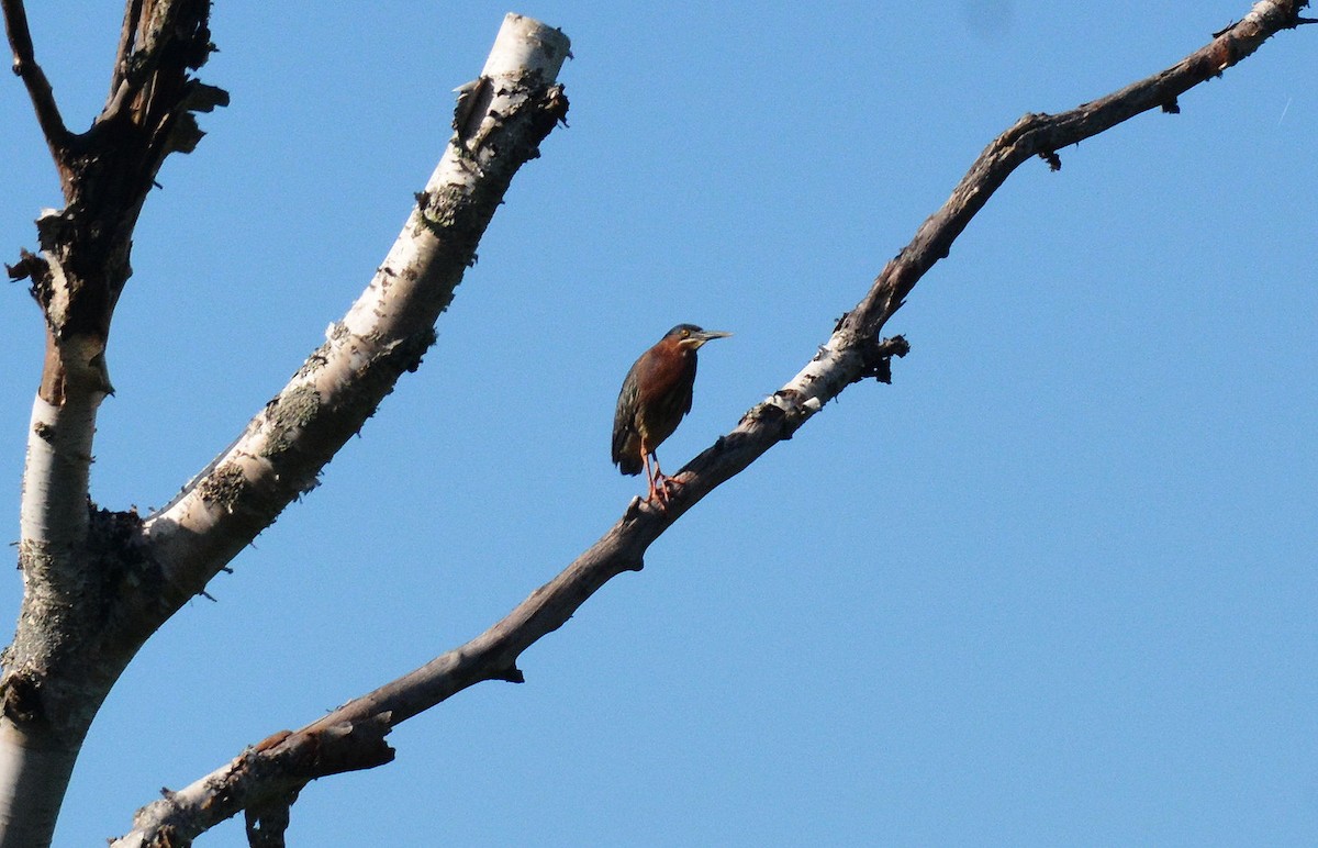 Green Heron - ML247762191