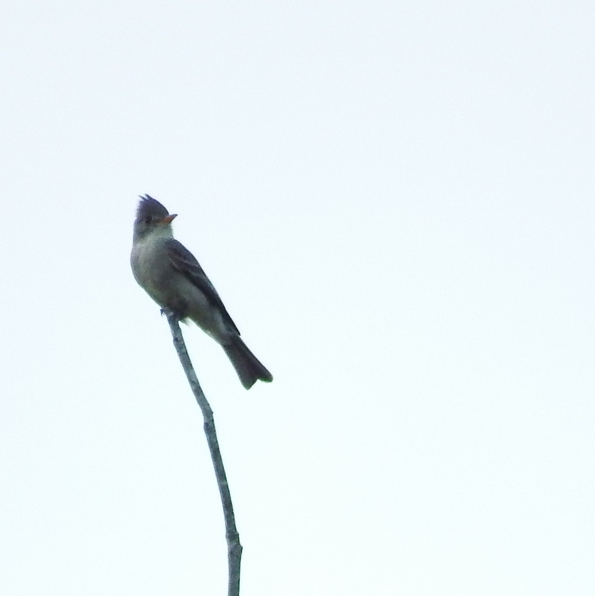 Greater Pewee - ML24776221