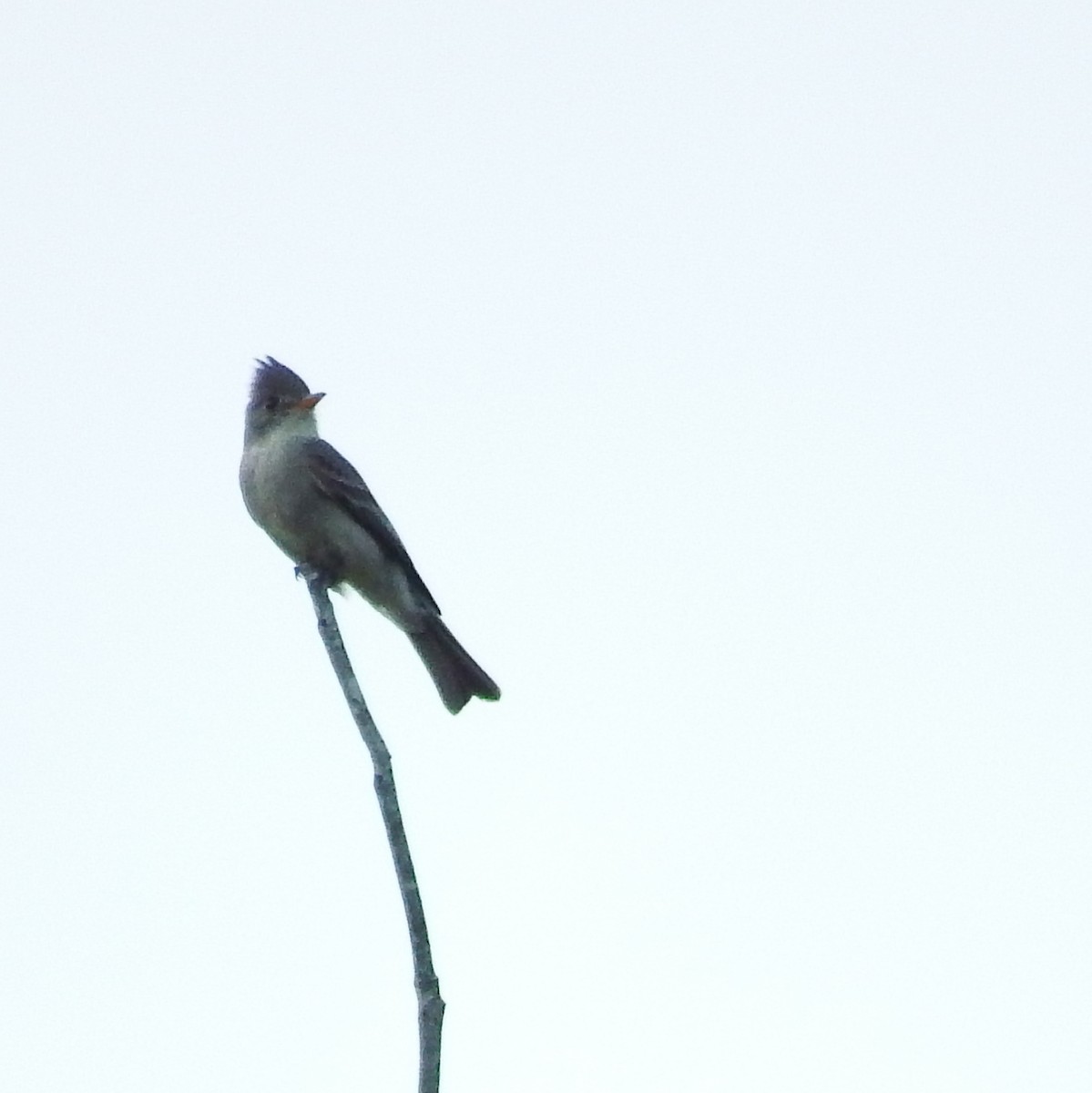 Greater Pewee - Oscar Marín