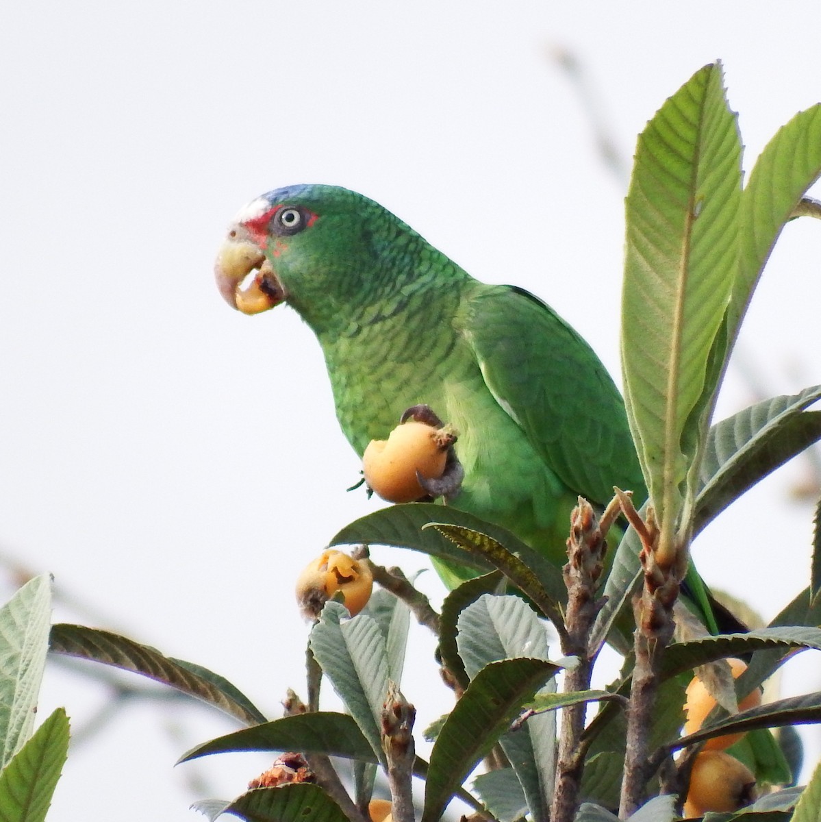 White-fronted Parrot - Oscar Marín