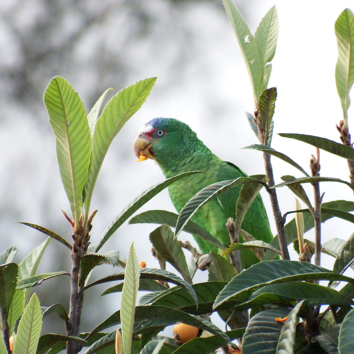 White-fronted Parrot - ML24776241