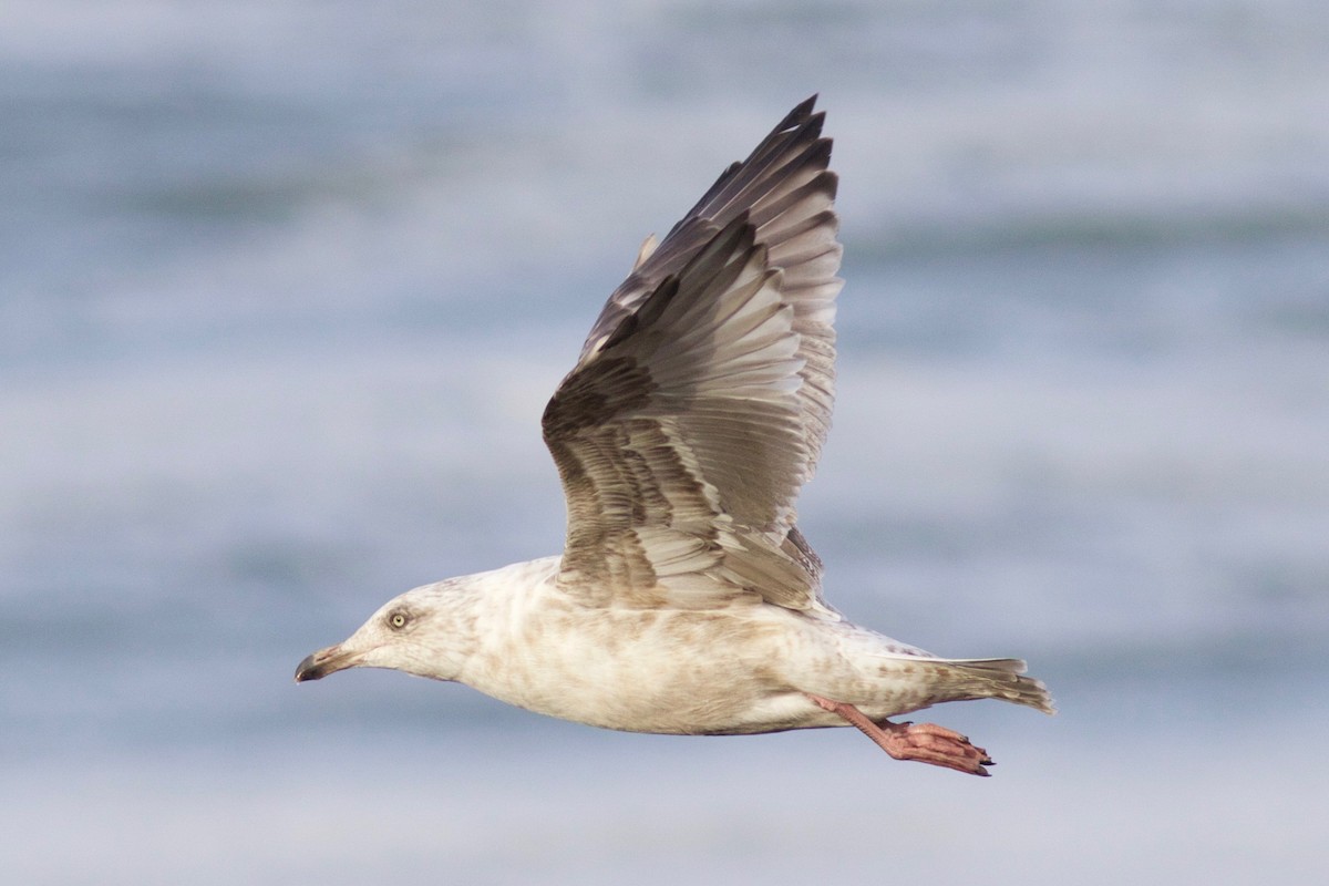 Slaty-backed Gull - ML247762721