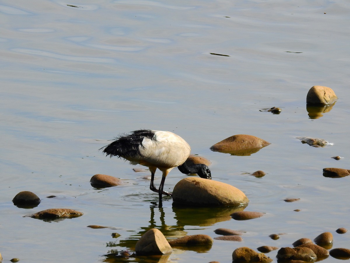 African Sacred Ibis - ML247762791