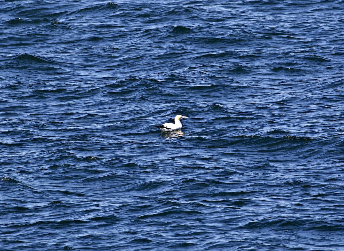 Australasian Gannet - ML247763771