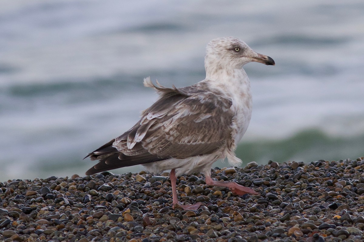 Slaty-backed Gull - ML247763941