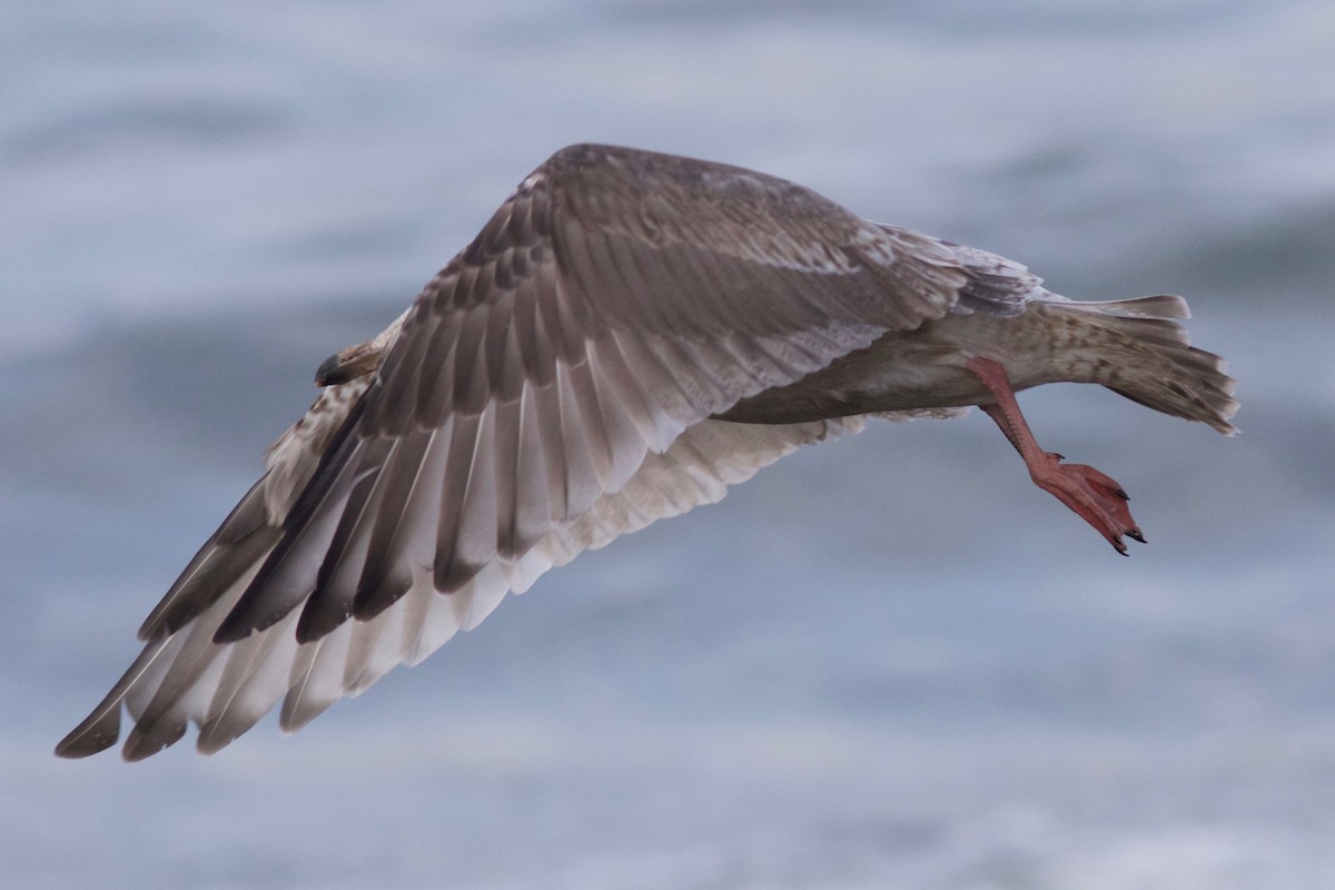 Slaty-backed Gull - Cory Gregory