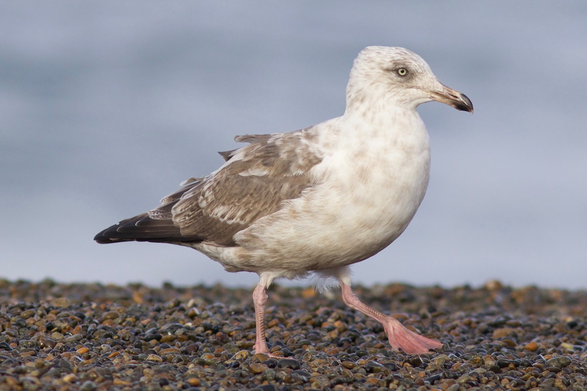 Slaty-backed Gull - ML247764041