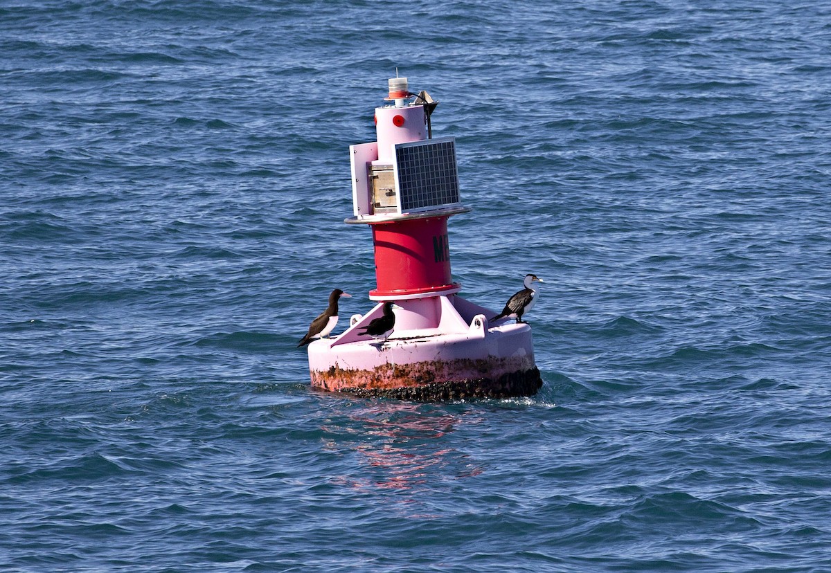 Brown Booby - ML247764391