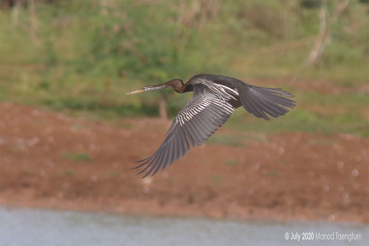 Anhinga Asiática - ML247764411