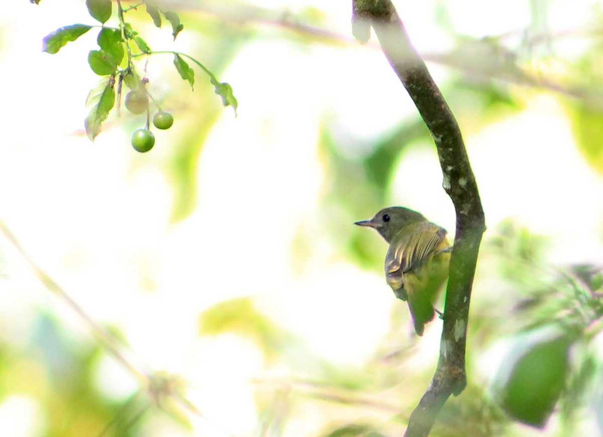 Kil Rengi Tiranület - ML24776521