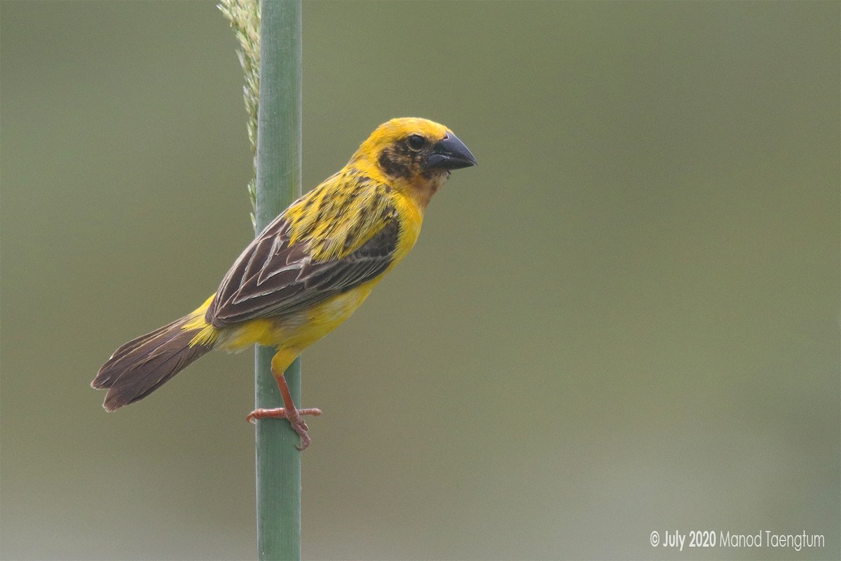 Asian Golden Weaver - ML247765291