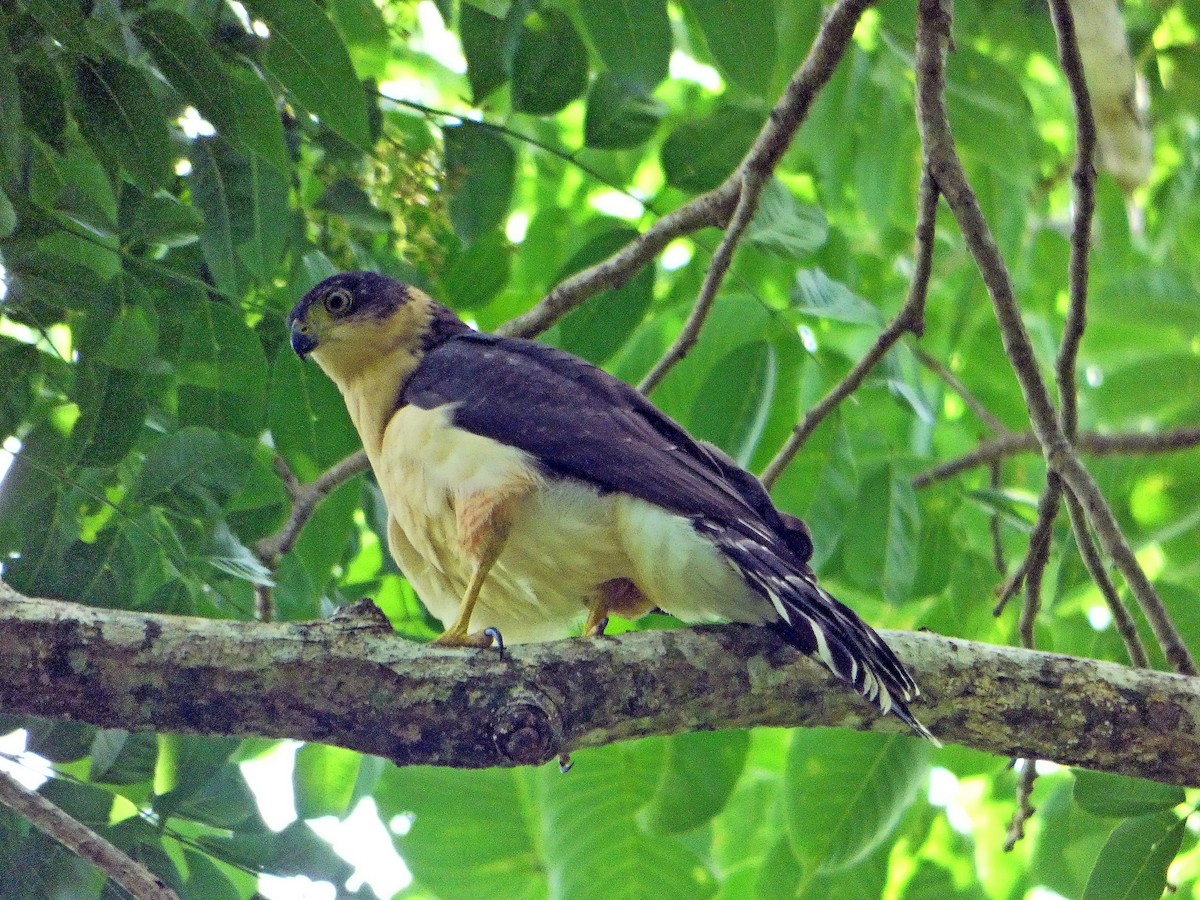 Gavilán Bicolor - ML247766331