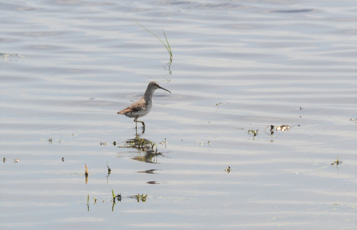 Stilt Sandpiper - ML247766411