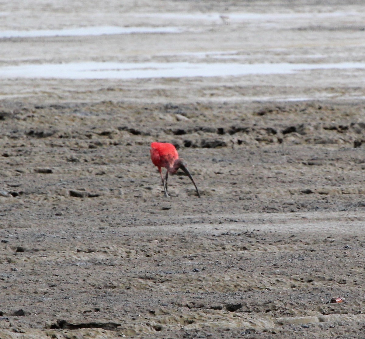 Scarlet Ibis - Sandy Vorpahl