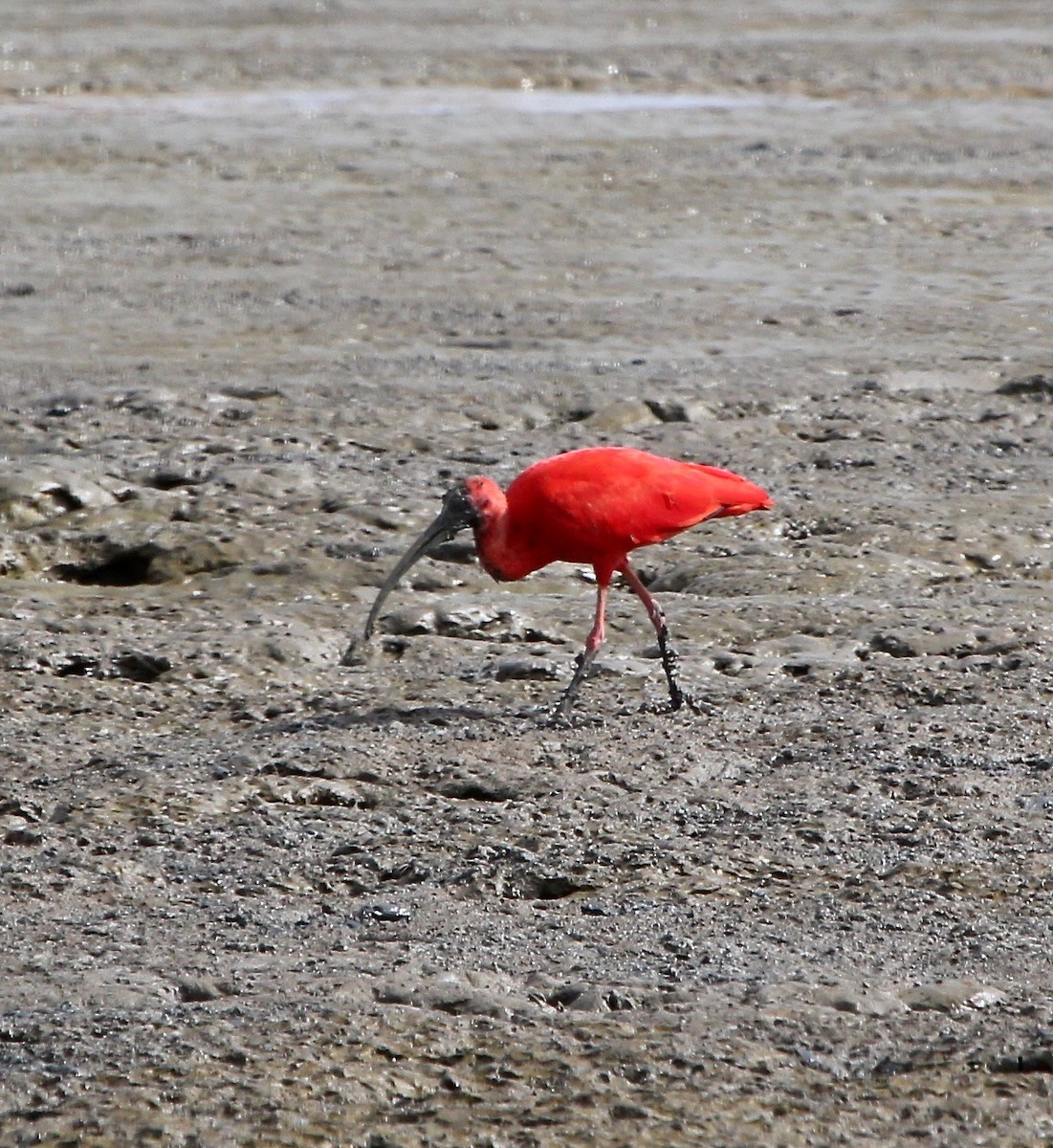 Scarlet Ibis - ML247766541