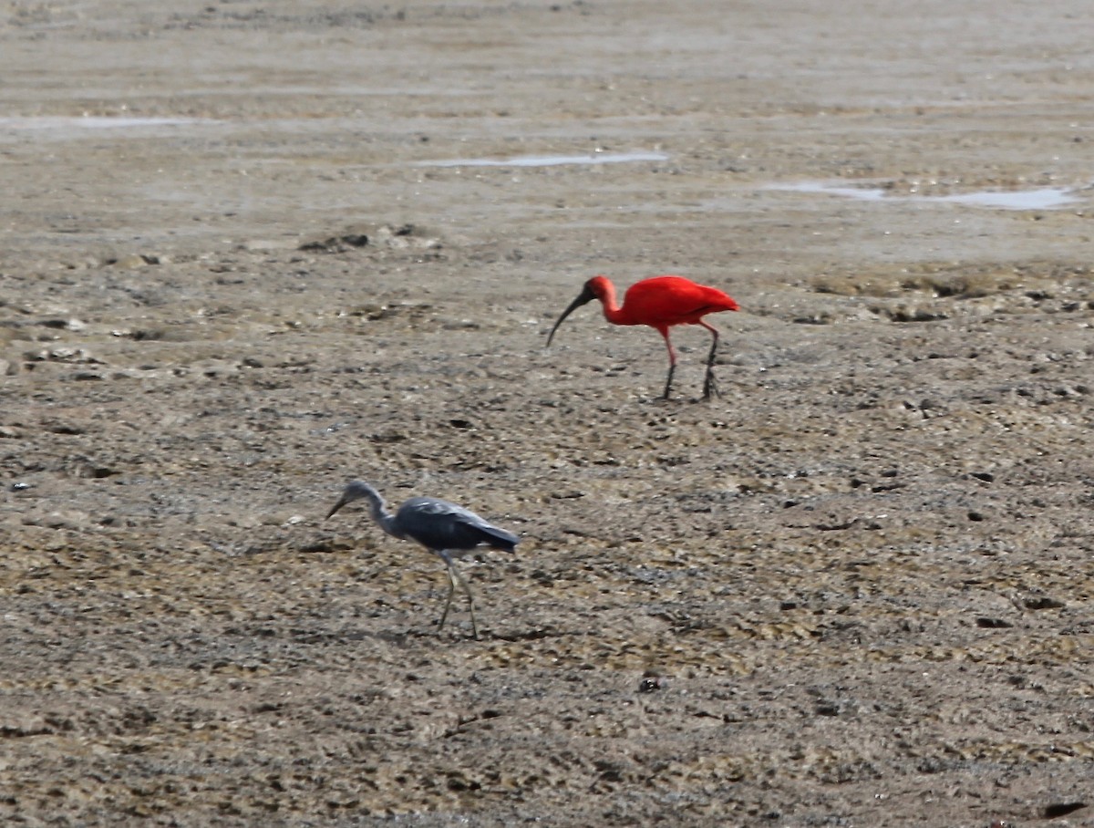 Scarlet Ibis - Sandy Vorpahl