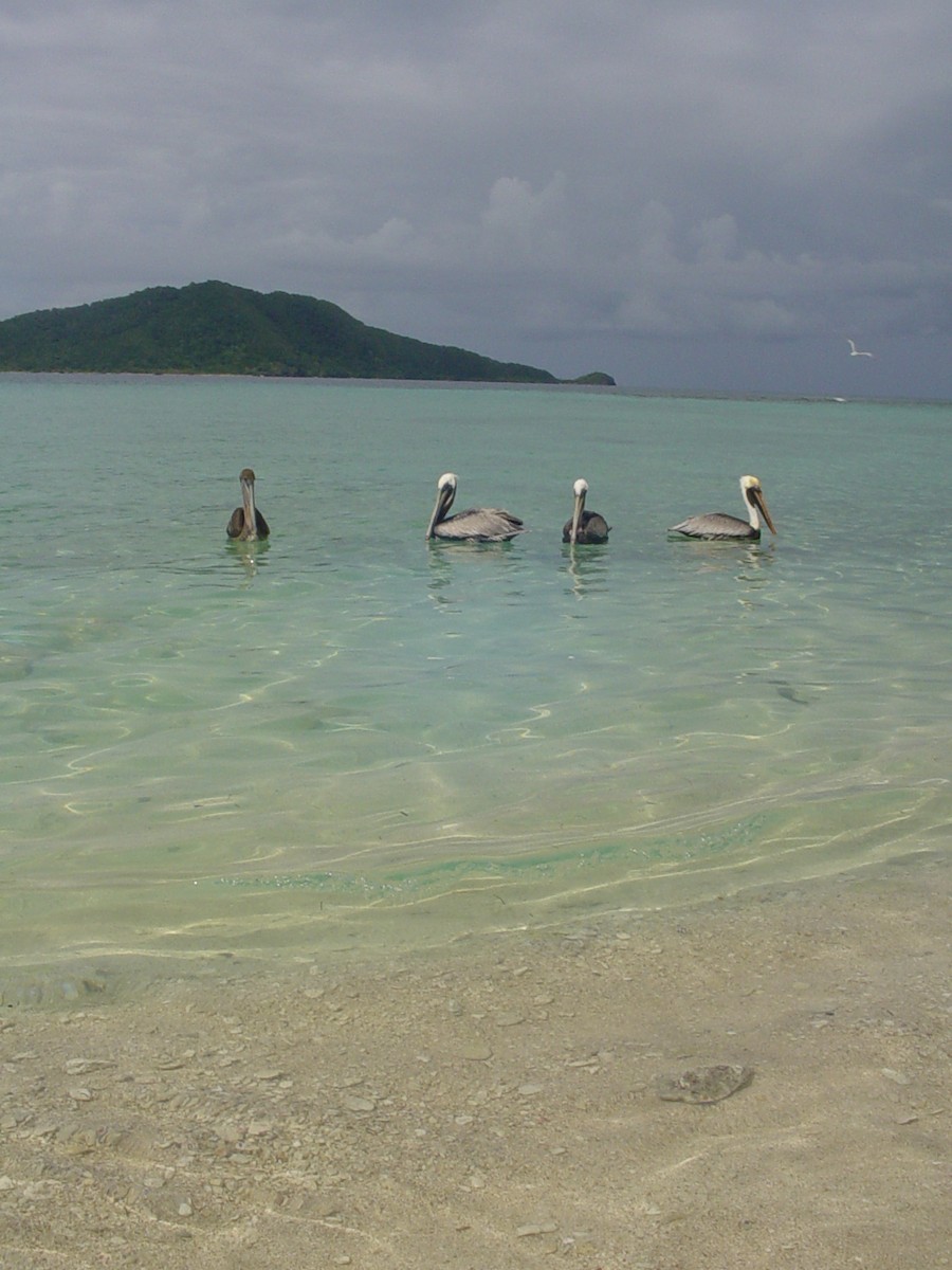 Brown Pelican - ML247766911