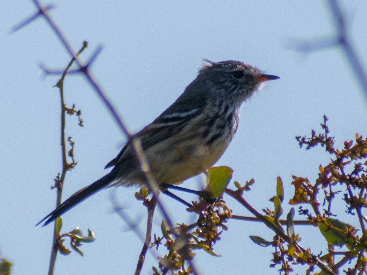 Yellow-billed Tit-Tyrant - ML247767281