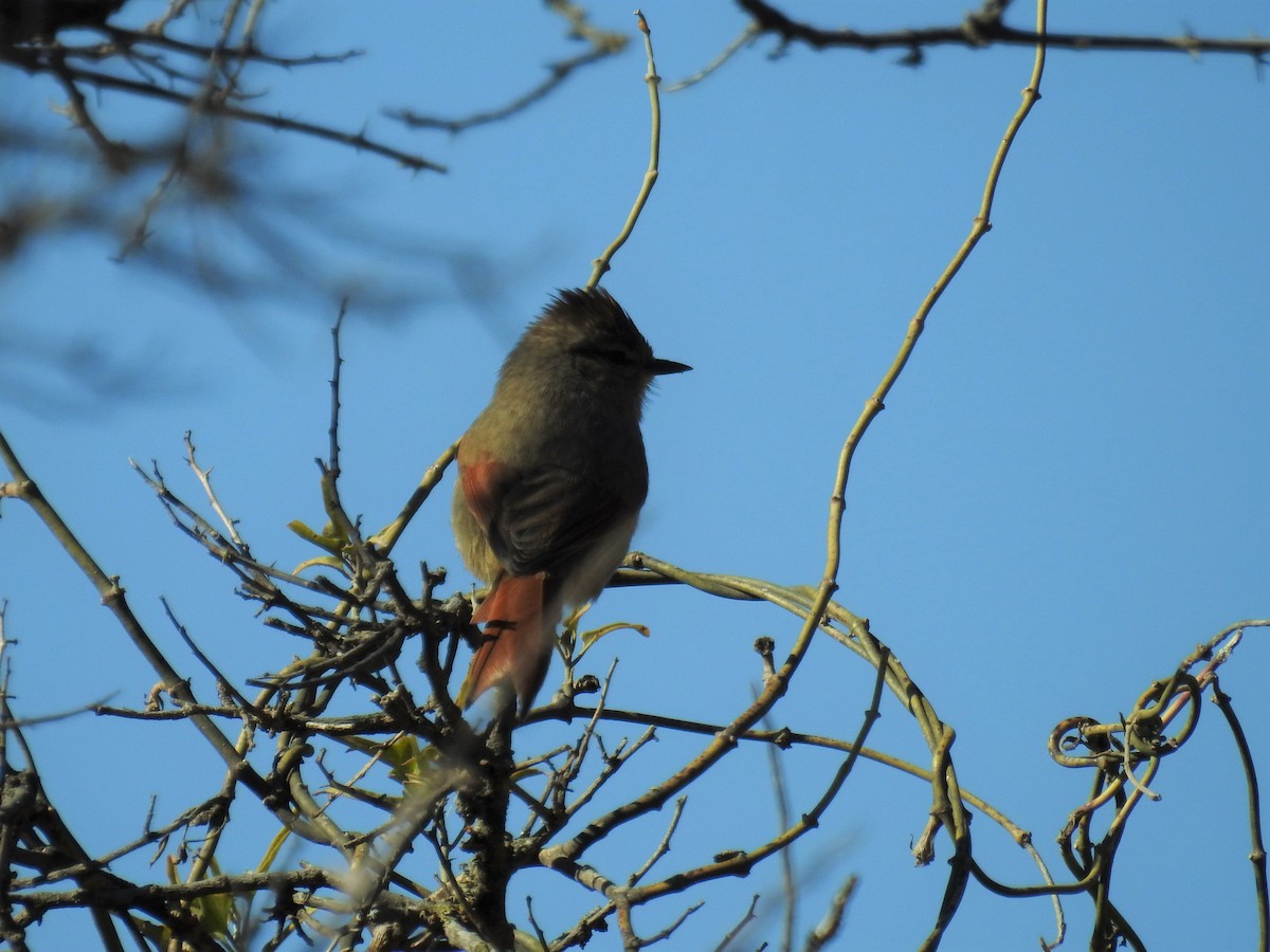 Brown-capped Tit-Spinetail - ML247767841