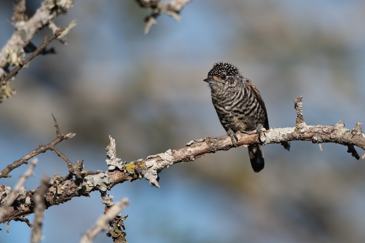 White-barred Piculet - Pablo Re