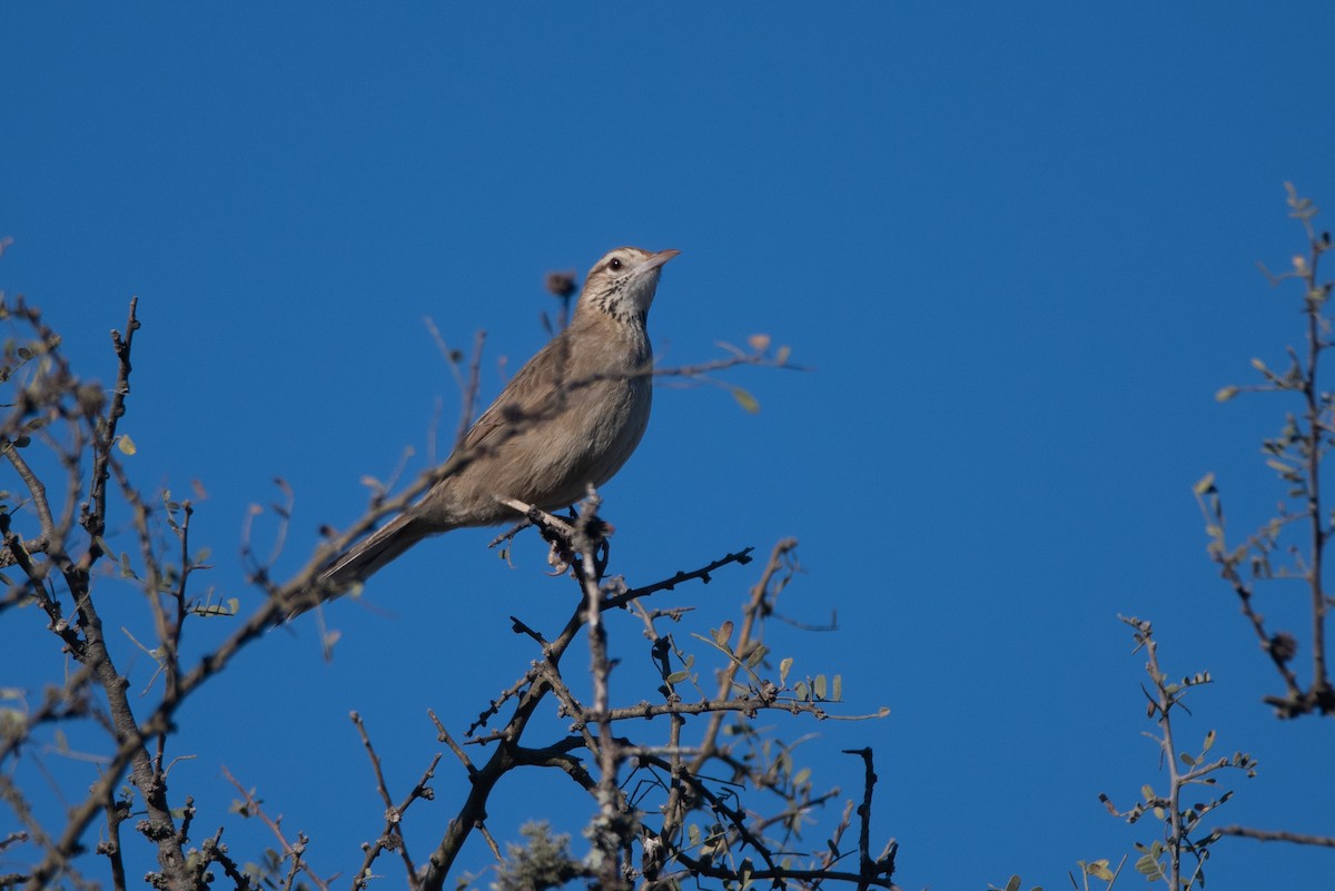 Leñatero - ML247768301