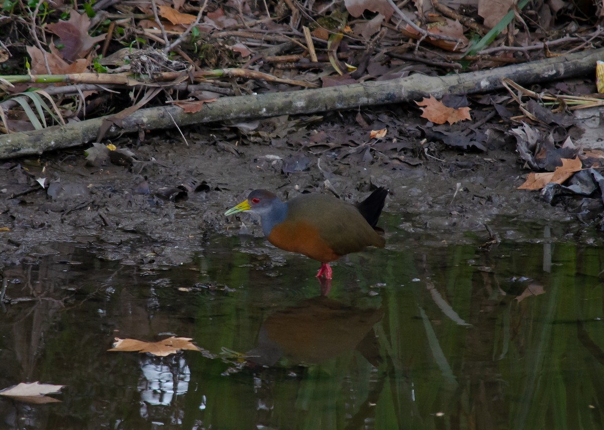 Gray-cowled Wood-Rail - ML247769631