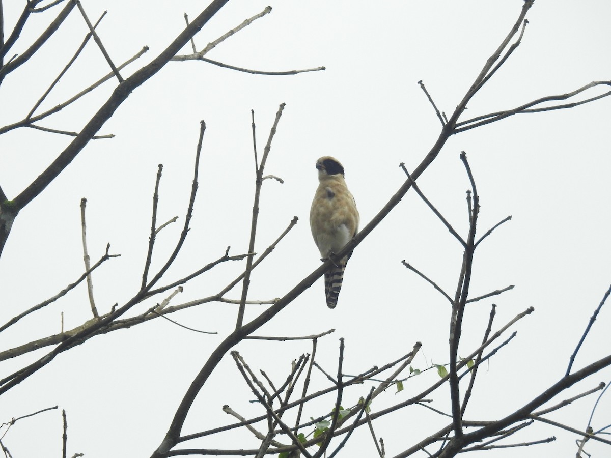 Laughing Falcon - ML247770371