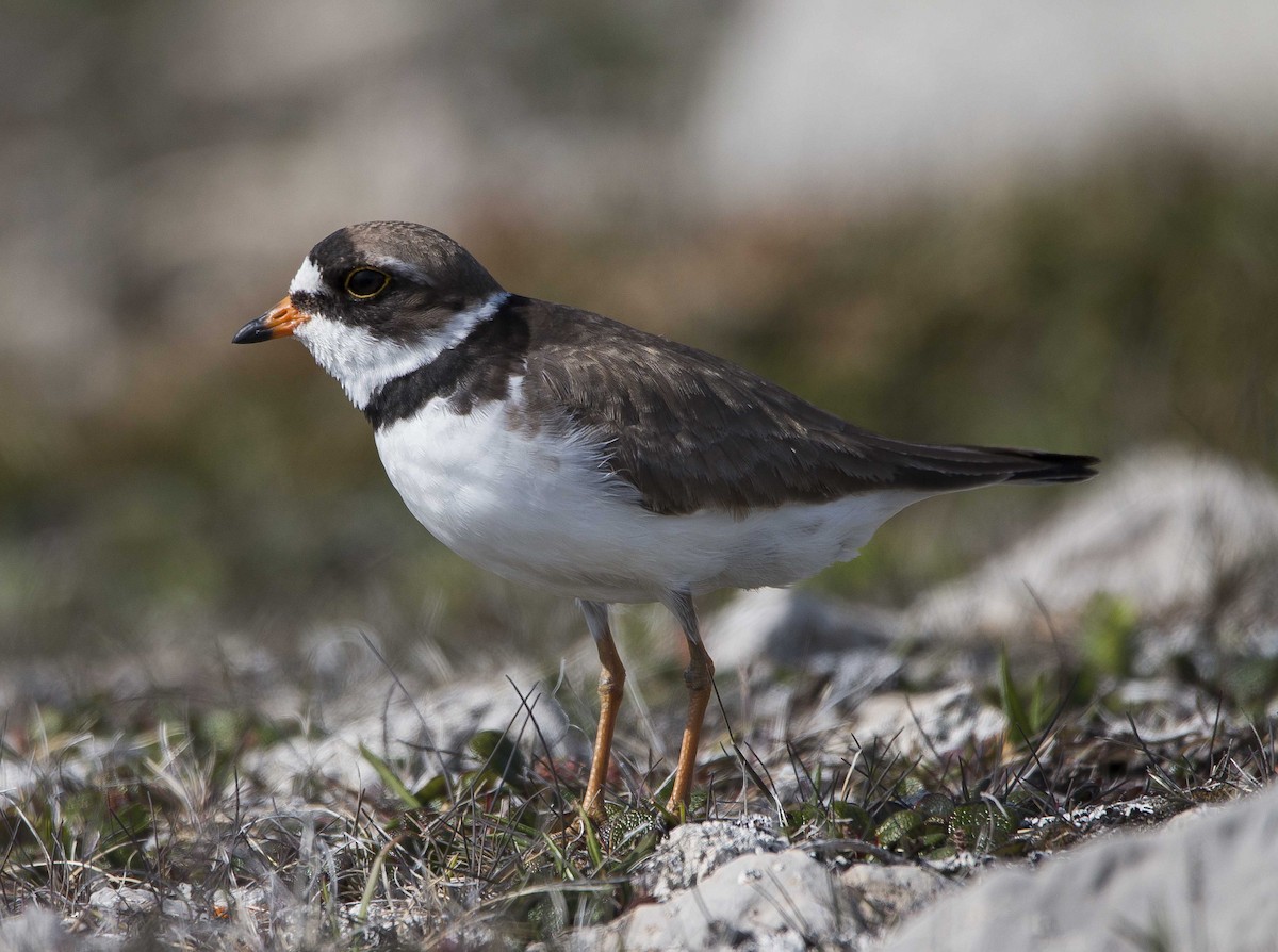 Semipalmated Plover - ML247770891