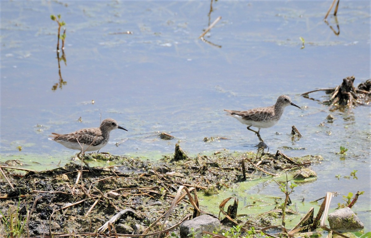 Least Sandpiper - ML247770941