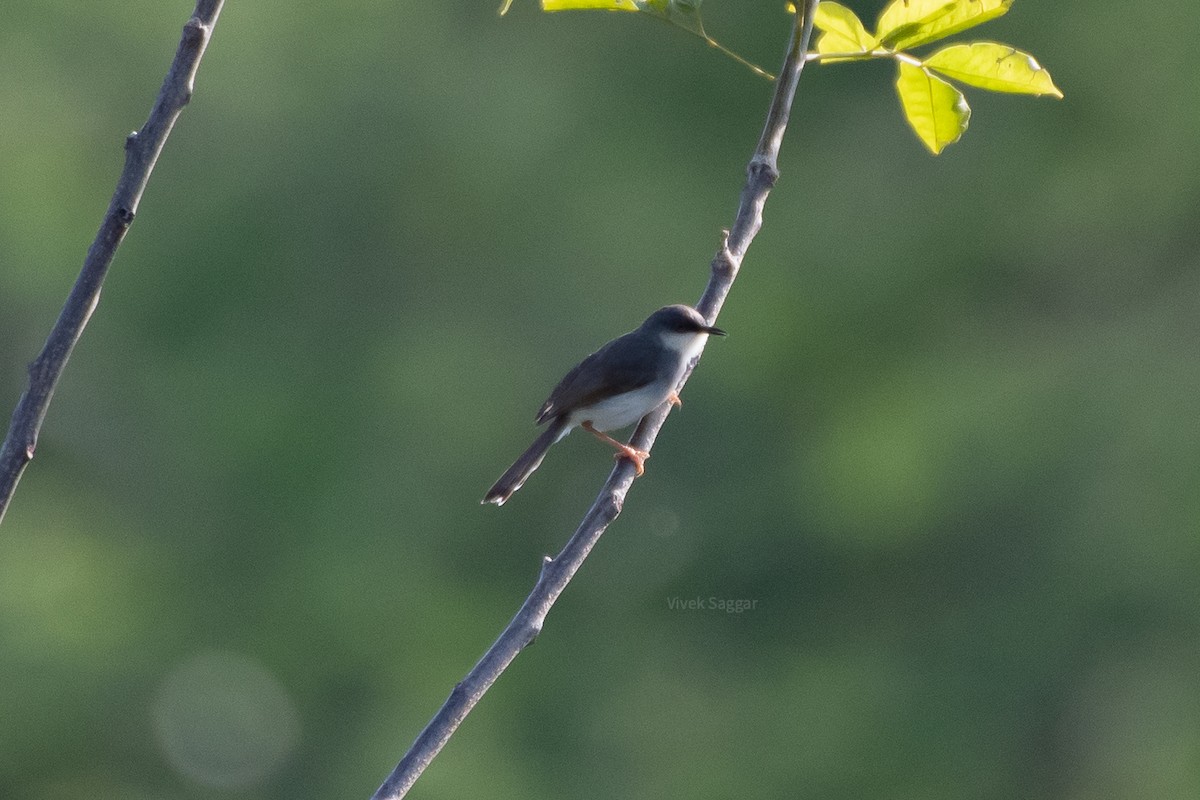 Gray-breasted Prinia - ML247772121