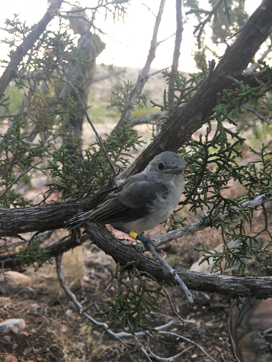 Gray Vireo - ML247774811