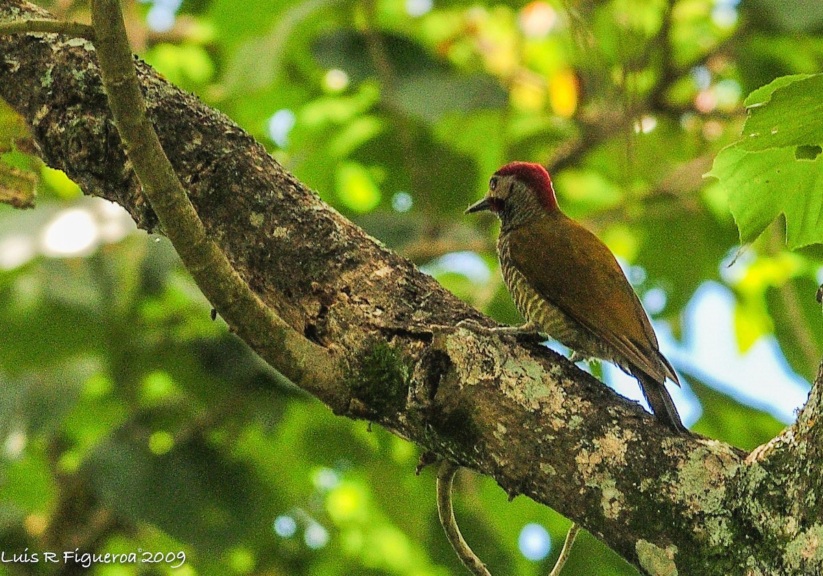 Golden-olive Woodpecker - ML247776621