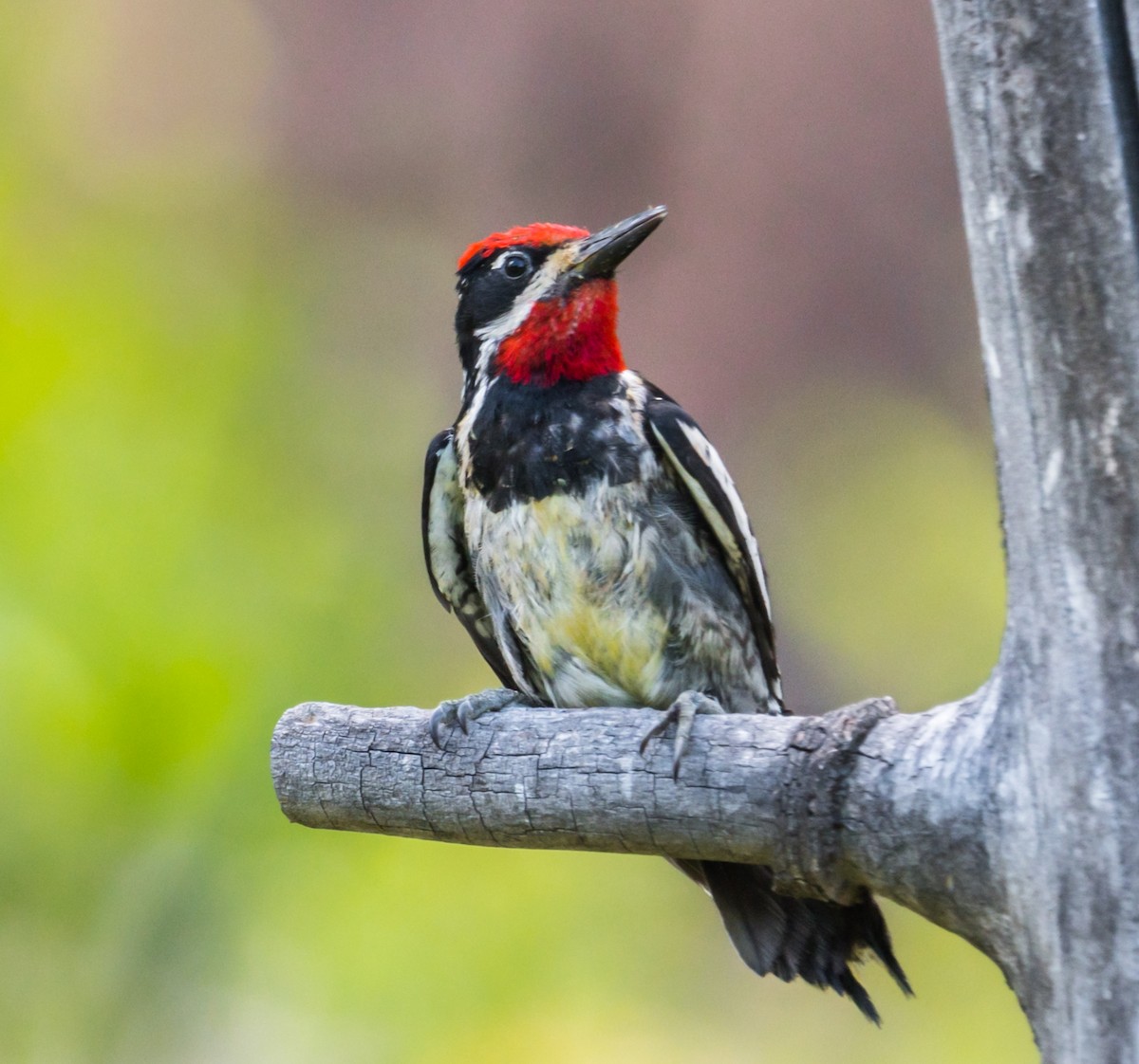 Red-naped Sapsucker - Jim Merritt