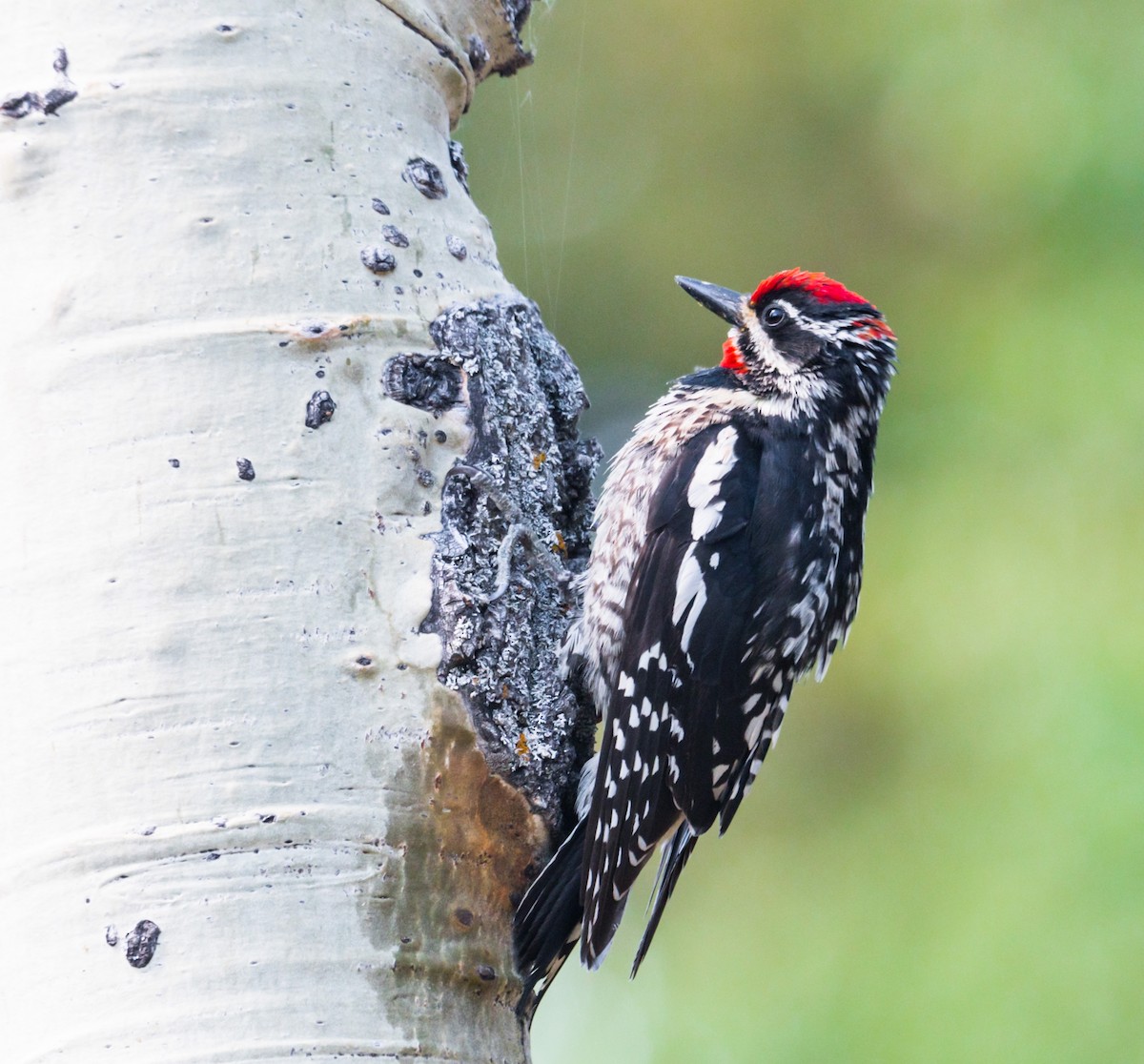 Red-naped Sapsucker - ML247777271