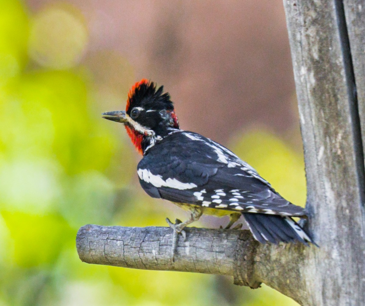 Red-naped Sapsucker - ML247777431