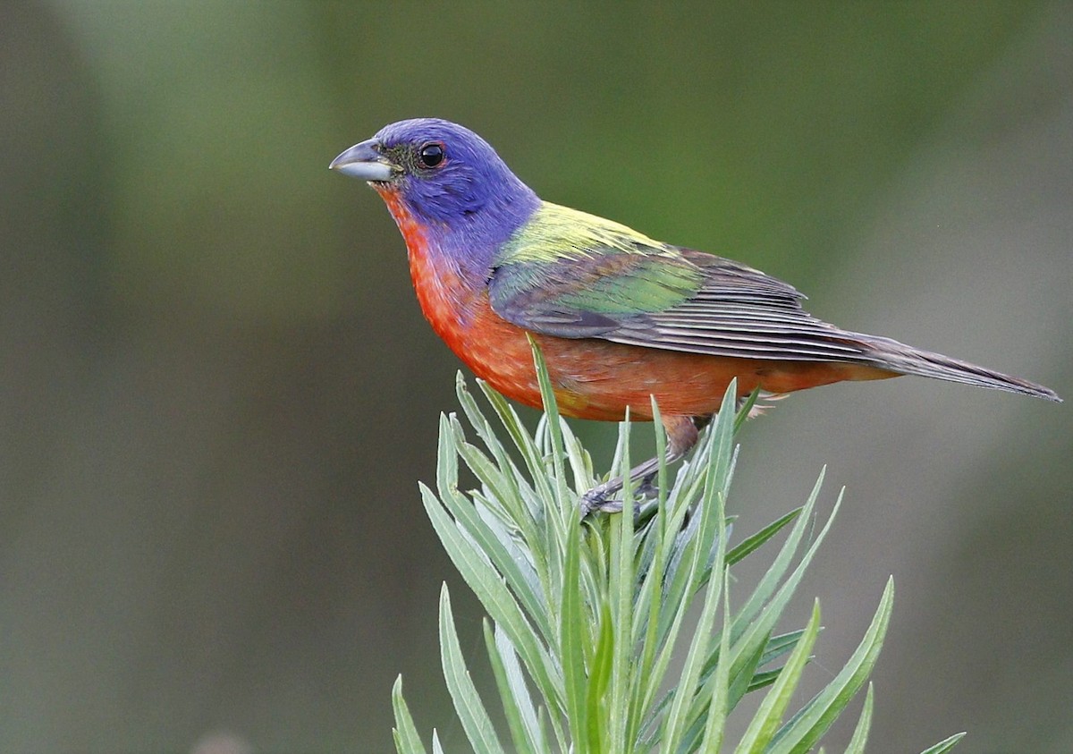 Painted Bunting - ML247779941