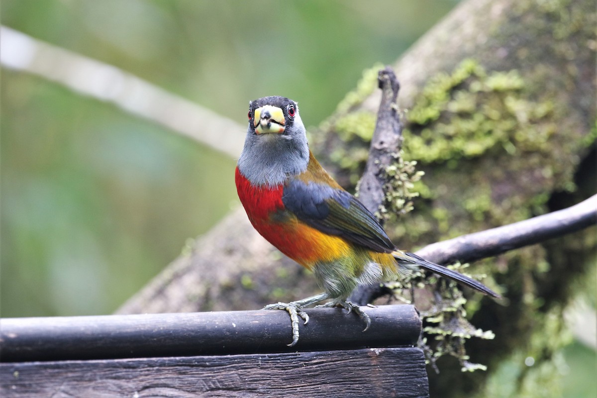 Toucan Barbet - Bob Friedrichs