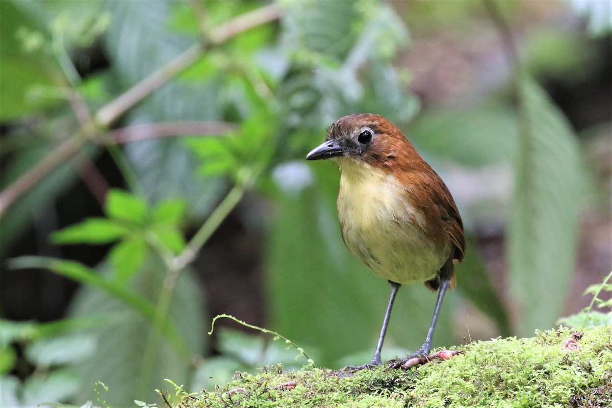 Yellow-breasted Antpitta - ML247780911