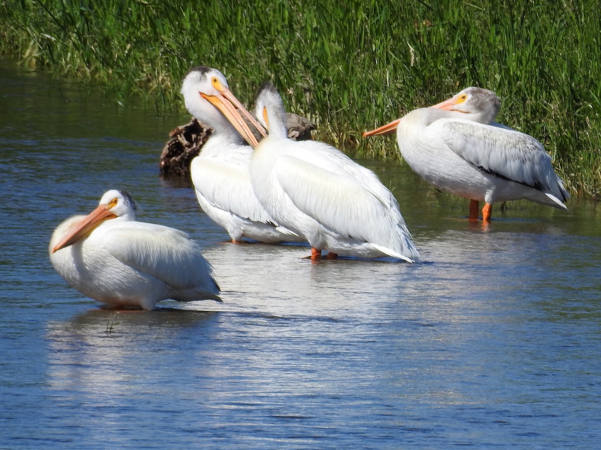 American White Pelican - ML247782011