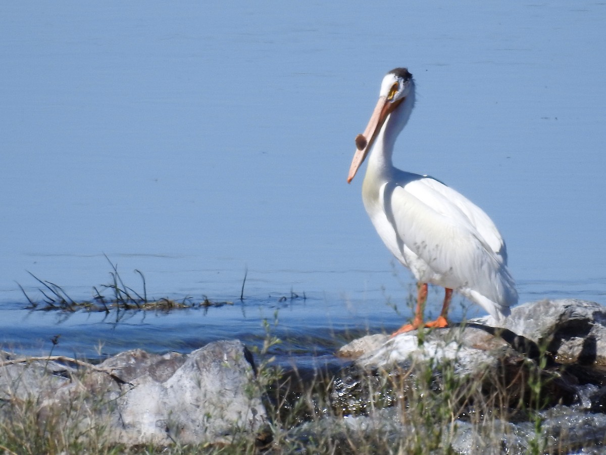 American White Pelican - ML247782021