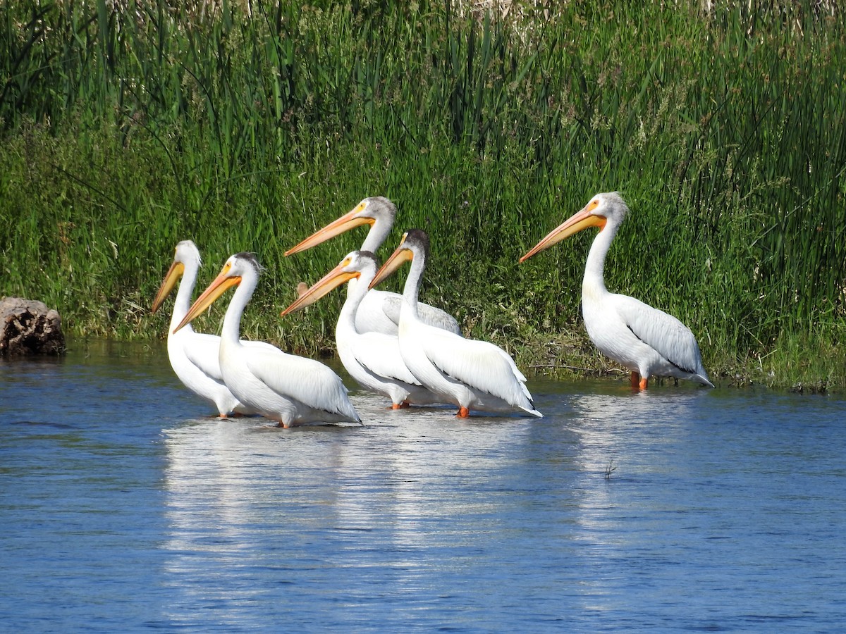 American White Pelican - ML247782031