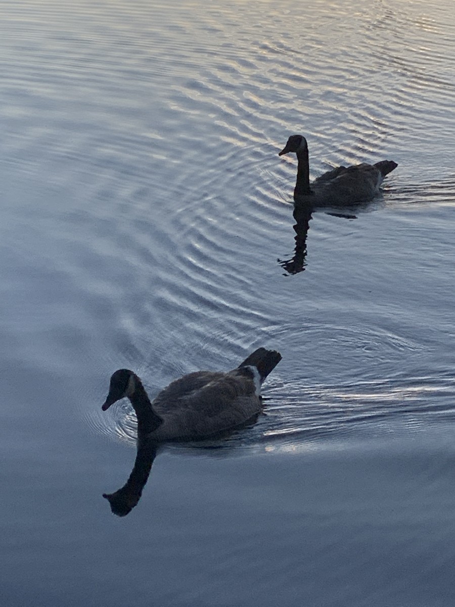 kanadagås - ML247782491