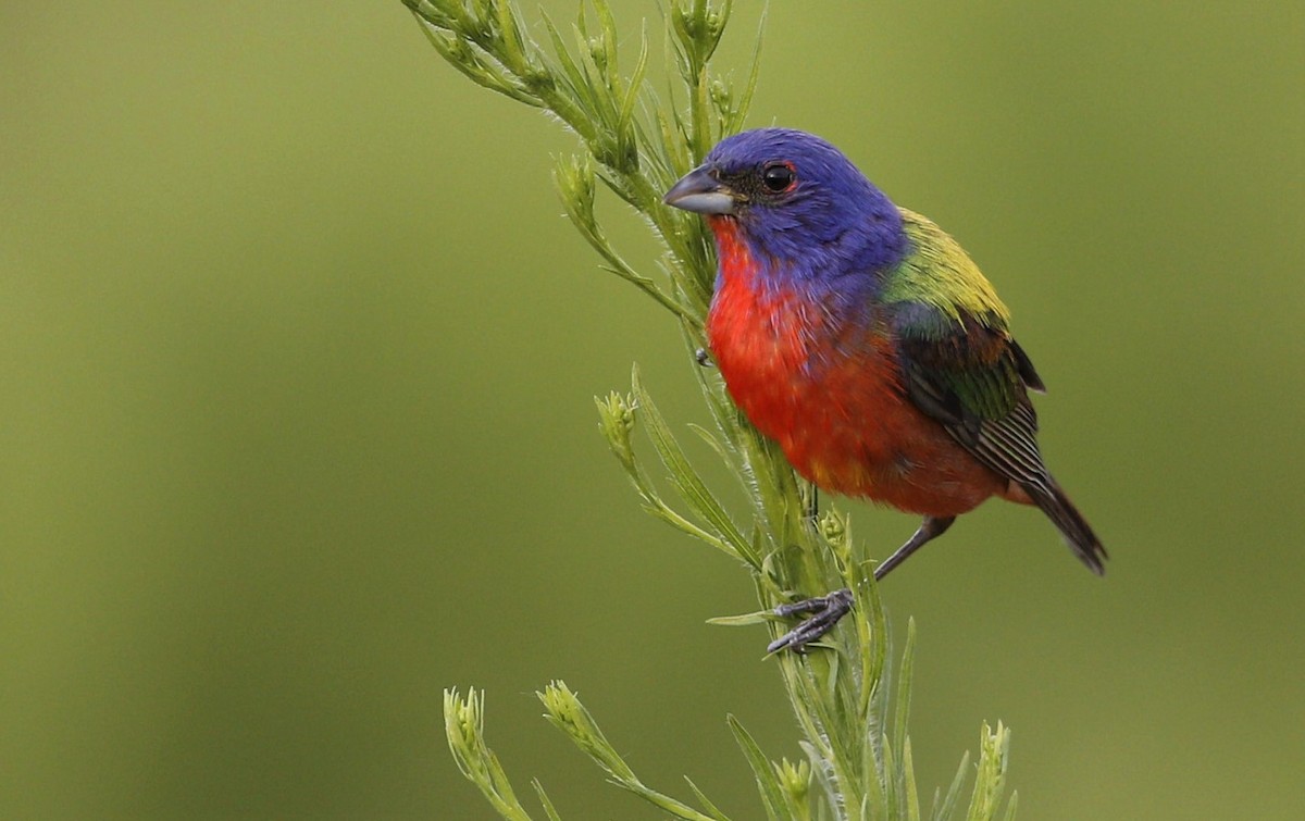 Painted Bunting - ML247782891