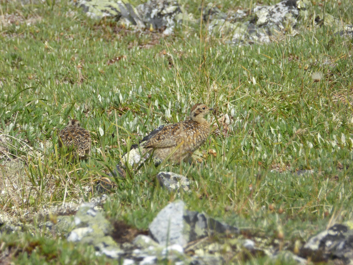 ptarmigan sp. - Michelle Sopoliga