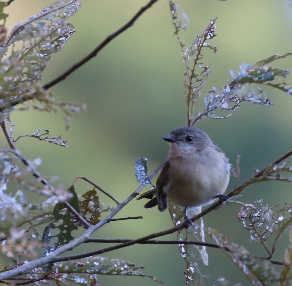 Golden Whistler - ML247787051